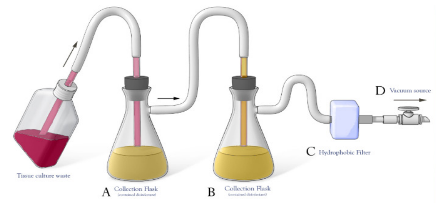 image shows a sequence of connected vessels. from left to right a Tussue cuture waste bottle is connected to A. Collection Flask which is connected to B. Collection flask connected to C. Hydrophobic Filter, connected to D. Vacuum Source.